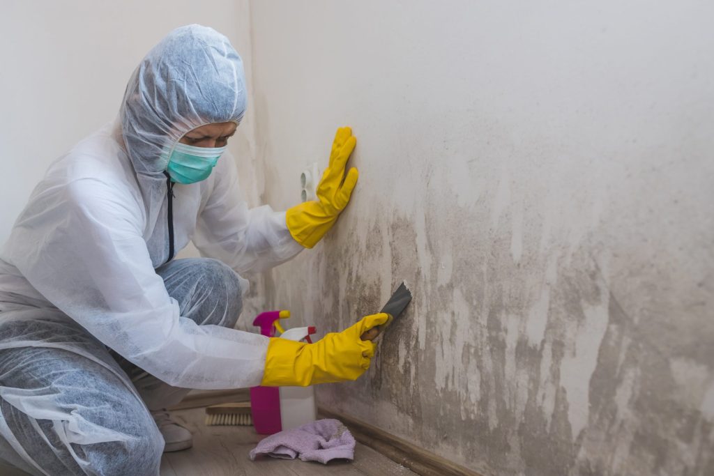 mold removal