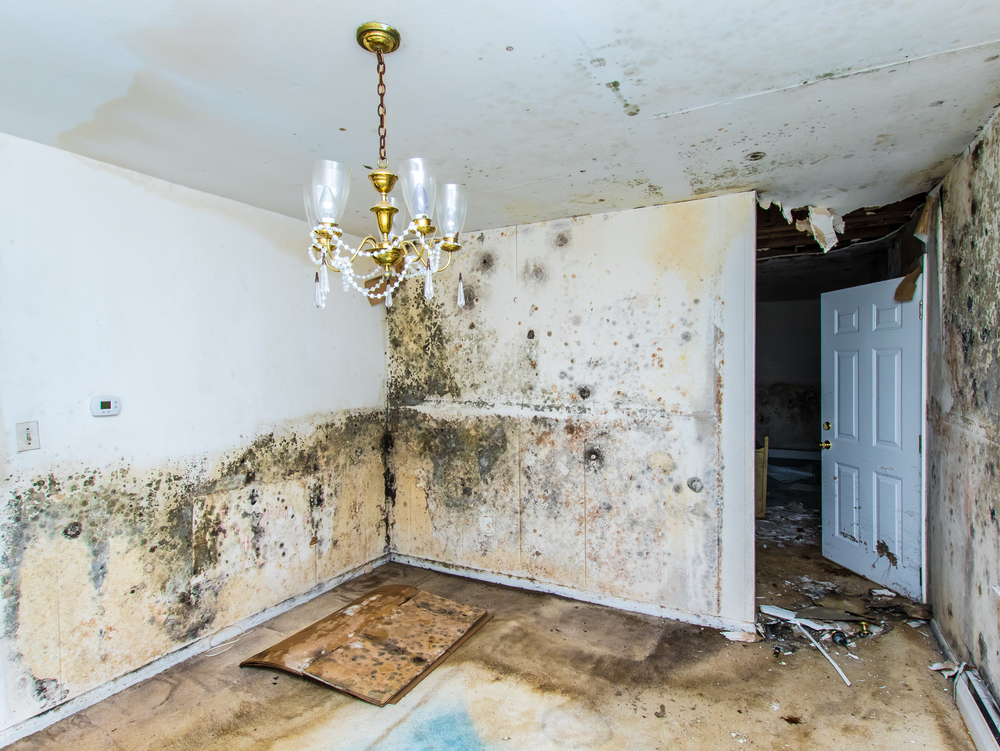 mold service